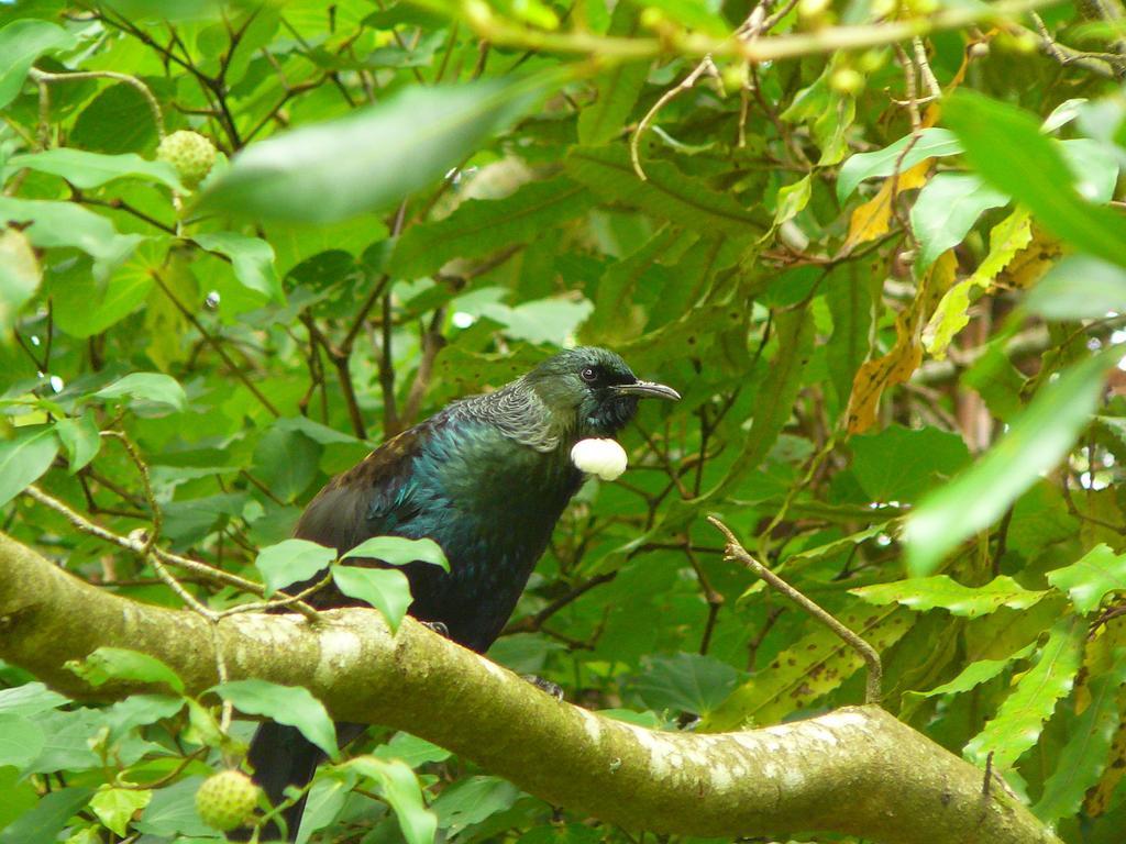 Ohauiti Mount Tutu Eco-Sanctuary Bed & Breakfast エクステリア 写真